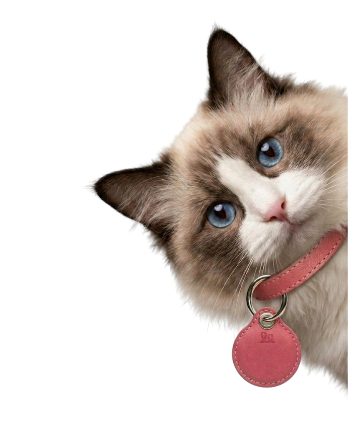 Foto: ficha de mascota con historial